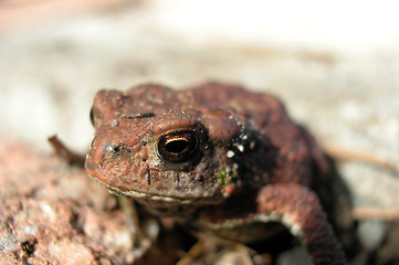 Image showing Toad