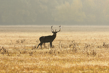 Image showing fallow deer stag on meadow in morning light
