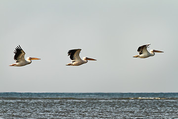 Image showing three great pelicans in flight over water 