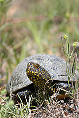 Image showing european pond terrapin in natural habitat