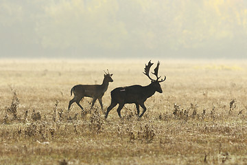 Image showing fallow deers in mating season on meadow