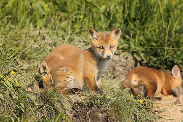 Image showing family of red foxes in natural habitat