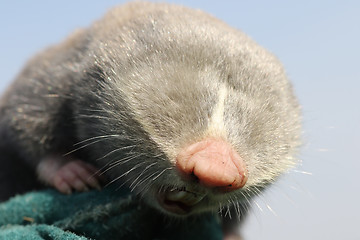 Image showing close up of lesser mole rat head