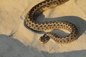 Image showing moldavian meadow viper on sand
