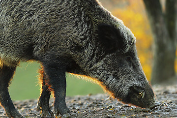 Image showing closeup of wild boar in sunset light