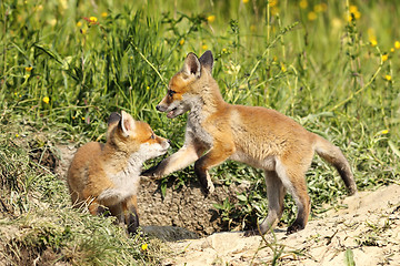 Image showing red fox brothers playing in clearing