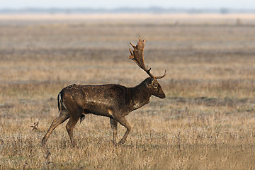 Image showing fallow deer stag walking on meadow