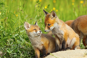 Image showing fox cubs in natural habitat