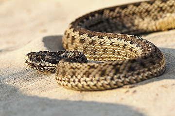 Image showing close up of moldavian meadow viper