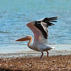 Image showing great white pelican taking off from the shore