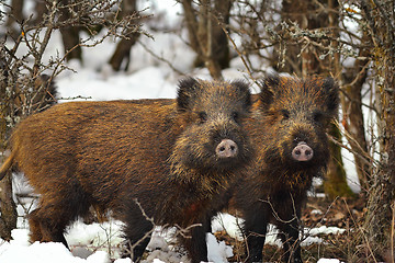 Image showing young wild boars looking at the camera