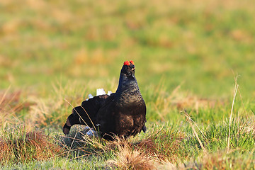 Image showing beautiful black grouse on mountain meadow