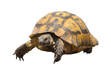 Image showing greek tortoise over white