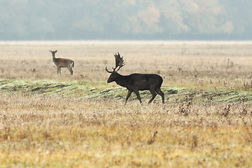 Image showing male fallow deer at dawn 1