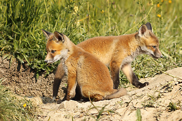 Image showing two eurasian fox cubs in natural habitat