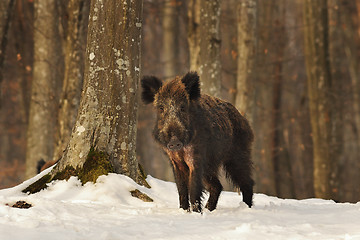 Image showing curious wild boar in the woods