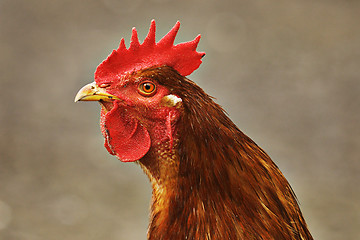 Image showing portrait of brown colorful rooster