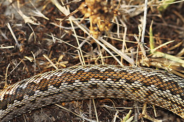 Image showing pattern of moldavian meadow viper