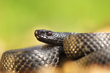 Image showing closeup of Vipera berus nikolskii