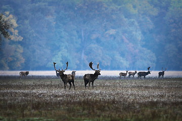 Image showing fallow deers in mating season, morning image