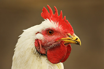 Image showing portrait of white hen on out of focus background