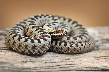 Image showing beautiful common viper male