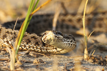 Image showing moldavian meadow adder in natural habitat