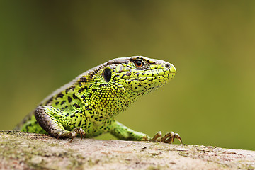 Image showing curious sand lizard on a wooden stump