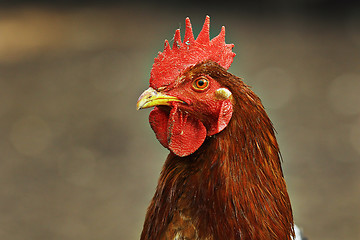 Image showing portrait of colorful hen