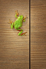 Image showing cute green tree frog climbing on wood