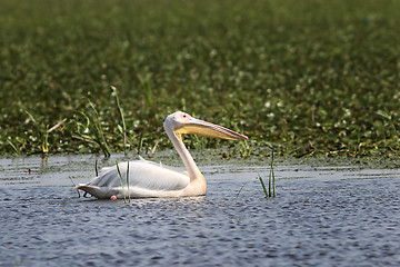 Image showing great white pelican floating on natural pond