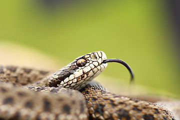 Image showing rare meadow viper portrait