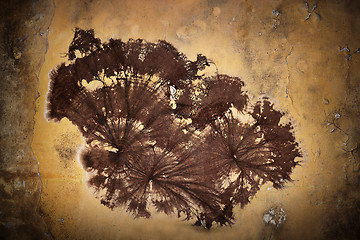 Image showing cellar fungus mycelium on wall