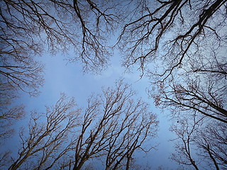 Image showing view of forest canopy in winter