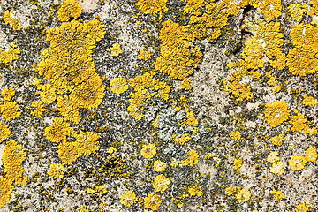 Image showing yellow moss on stone surface