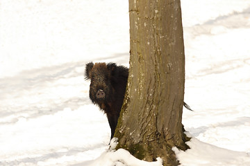 Image showing curious wild boar hiding behind a tree