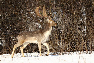 Image showing beautiful fallow deer stag in winter season