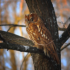 Image showing camouflaged tawny owl