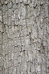 Image showing Tree bark 