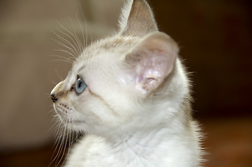 Image showing Kitten