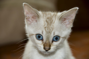 Image showing Kitten