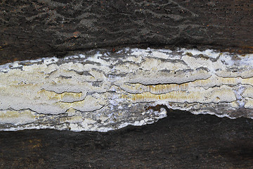 Image showing detail of mine fungus
