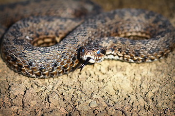 Image showing meadow viper emerged from hibernation