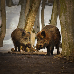 Image showing two wild boars in winter season