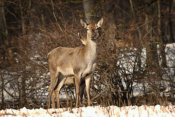 Image showing curious female red deer