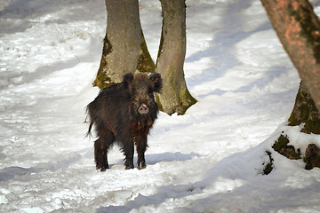 Image showing curious wild boar in winter scene