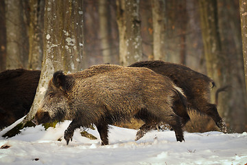 Image showing wild boar running in the forest