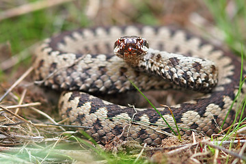 Image showing colorful male crossed adder