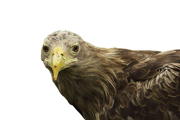 Image showing isolated close up of white tailed eagle