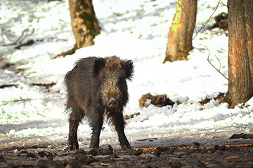 Image showing wild boar at winter feeder